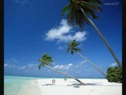 Party, Palmen, Weiber und 'n Bier party palmen weiber und n bier