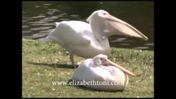 pelikan frisst eine taube