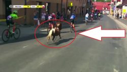 pferd rennt bei einem radrennen