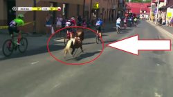 pferd rennt bei einem radrennen