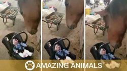 pferd schaukelt baby und das fre
