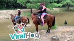 pferd schmeist reiter in den flu