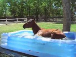pferd spielt im wasser pool