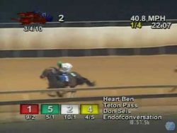 Pferd verliert Jokey und gewinnt das Rennen pferd verliert jokey und gewinnt