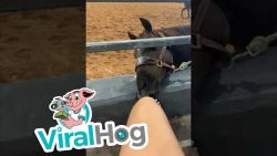 pferd will am damenfuss knabbern