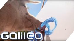 pigcasso das kuenstler schwein