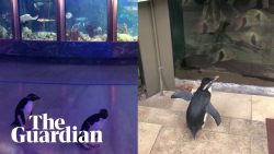 pinguine erkunden aquarium in ch