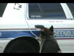 polizeihund steigt allein ins au