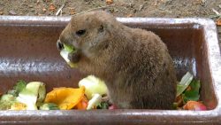 praeriehunde beim essen