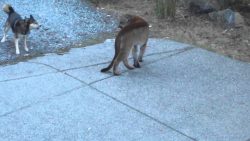 puma verschwinde aus unserem hin