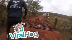 Radfahrer oder Bulle - Wer hat Angst vor wem radfahrer oder bulle wer hat ang