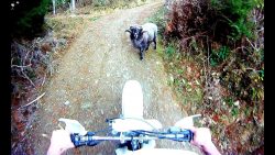 rammbock gegen motorradfahrer