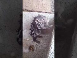 Ratte wäscht sich wie ein Mensch ratte waescht sich wie ein mensc