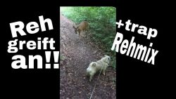 Reh greift Hund an + Rehmix ( TRAP MIX ) reh greift hund an rehmix trap m