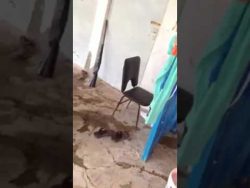 riesenschlange mit der hand fang