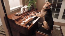 Schäferhund kann Klavier spielen schaeferhund kann klavier spiele