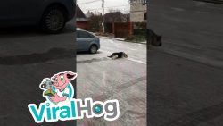 schaeferhund schlittert die einf