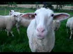 Schaf macht Mähhhhhhhh schaf macht maehhhhhhhh