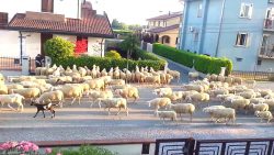 schafe machen rast an nachbars h