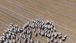 Schafherde aus der Vogelperspektive schafherde aus der vogelperspekt