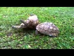 schildkroete hilft umgedrehtem f