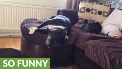 Schlafender Hund fällt vom Sofa schlafender hund faellt vom sofa