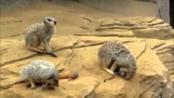 Schlafendes Erdmännchen rollt vom Felsen schlafendes erdmaennchen rollt v