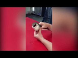 Schlange hat das falsche gefressen schlange hat das falsche gefress