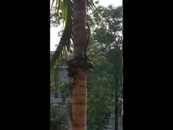 schlange klettert einen baum hin