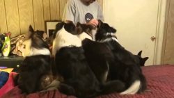 Schlauer Hund wechselt Platz für mehr Leckerlis schlauer hund wechselt platz fue