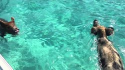 schwimmende schweine auf den bah