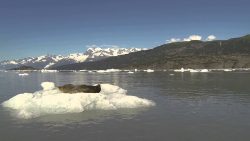 seehund erschrickt sich sehr