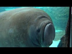 seekuh und die glasscheibe im aq