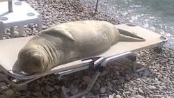 seeloewe schlaeft auf einer stra