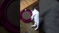 sehr dicke katze spielt ball