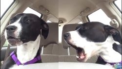 Sie fährt mit ihrem Hund im Auto, als dieser Song kommt sie faehrt mit ihrem hund im aut