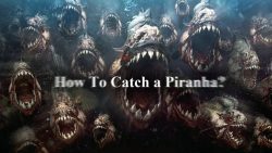 so leicht kann man piranhas ange