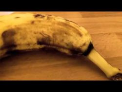 spinne klettert aus einer banane