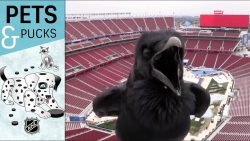 stadium webcam hat besucher