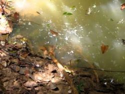 stock wasser und schlange