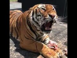 stoere den tiger nicht beim fres