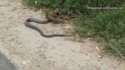 strassenkampf zwischen zwei tier