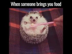 suesser igel beim essen