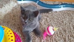 suesses kaetzchen beim spielen