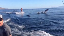 surfen mit delfinen im meer