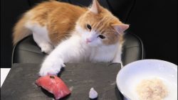 Sushi für Katzen machen sushi fuer katzen machen