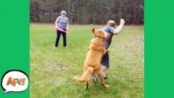 talk about doggo defense funny f