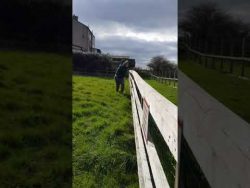 tanz battle mit einem alpaka