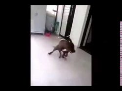 tanzender hund und hard rock mus