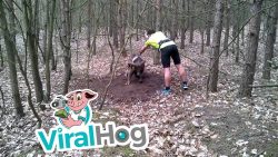 Tier hängt an einem Baum fest tier haengt an einem baum fest